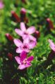 Alpine Azalea