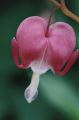 Bleeding Heart 
