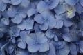 Blue Hydrangea