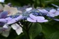Blue Hydrangea 