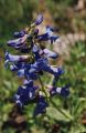 Blue Lupin 
