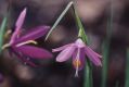 Blue-eyed Grass